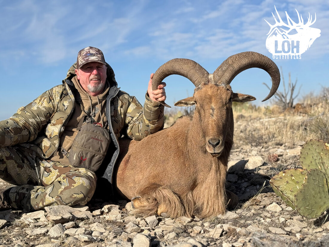 New Mexico barbary sheep (aoudad)
