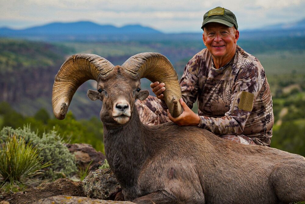 New Mexico desert bighorn sheep