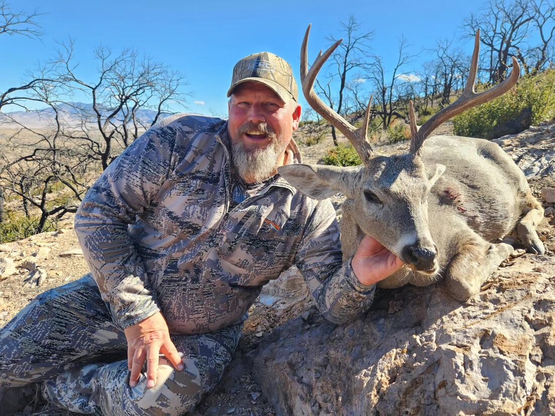 Coues deer (gray ghost)