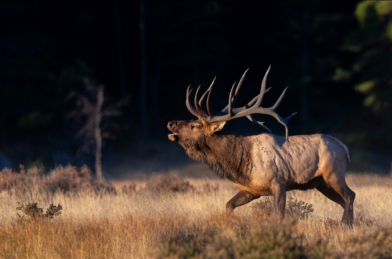 Why LOH Outfitters is New Mexico's Premier Elk Hunting Experience