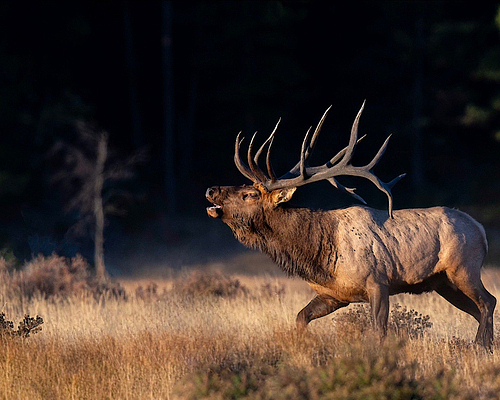 Top Reasons to Choose LOH Outfitters for Your New Mexico Elk Hunt