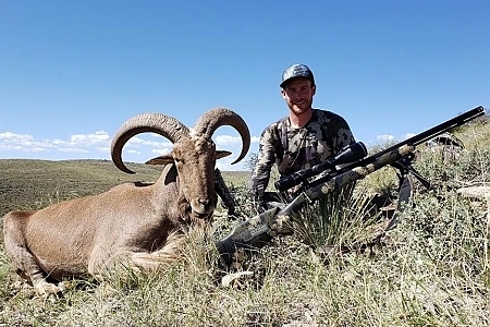 Barbary Sheep in the Summer: Why the Off-Season Decides This Hunt