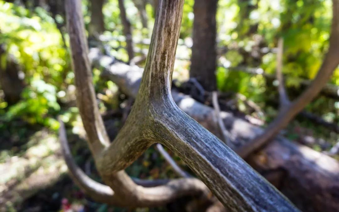Our 5 Favorite Elk Units: New Mexico Elk Hunt Breakdown