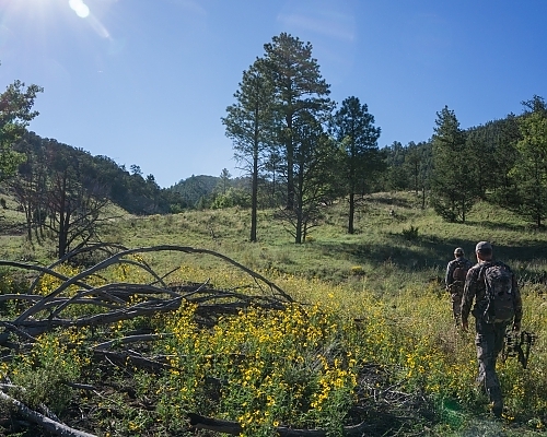 When Is the Best Time to Hunt Elk in New Mexico? Month-by-Month Guide to Elk Behavior