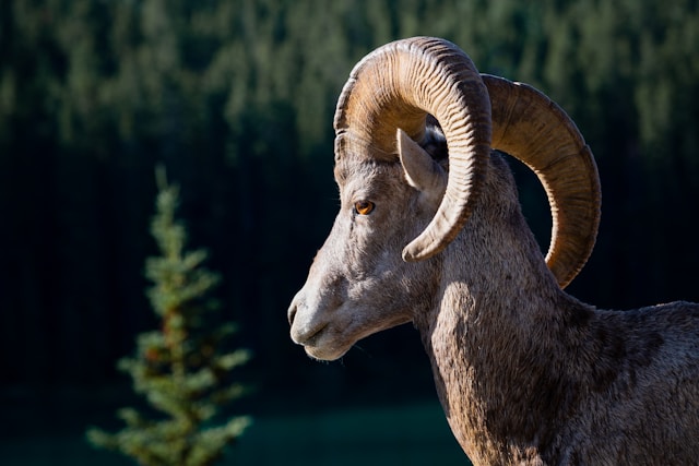 Why New Mexico Bighorn Sheep Hunts Are the Rarest Opportunity in North American Big Game